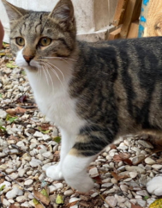 Chat trouvé